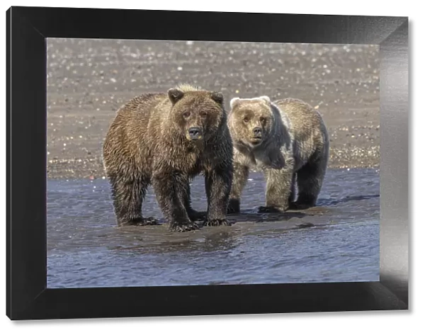Grizzly bear cub and adult female, Lake Clark National Park and Preserve, Alaska, Silver Salmon Creek