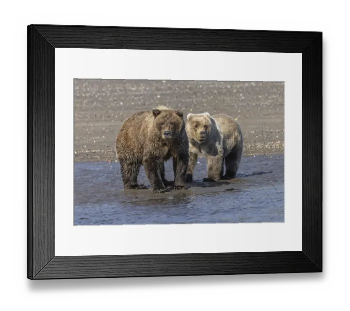 Framed Print : Grizzly bear cub and adult female, Lake Clark National Park and Preserve, Alaska, Silver Salmon Creek