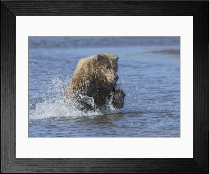 Framed Print : Adult grizzly bear chasing fish, Lake Clark National Park and Preserve, Alaska, Silver Salmon Creek Framed Print : Adult grizzly bear chasing fish, Lake Clark National Park and Preserve, Alaska, Silver Salmon Creek