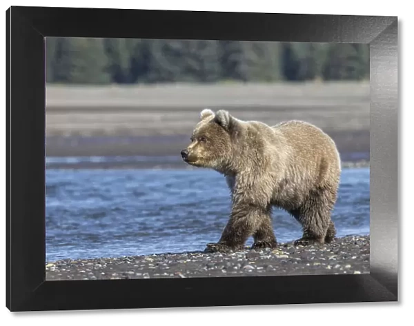 Grizzly bear cub, Lake Clark National Park and Preserve, Alaska, Silver Salmon Creek