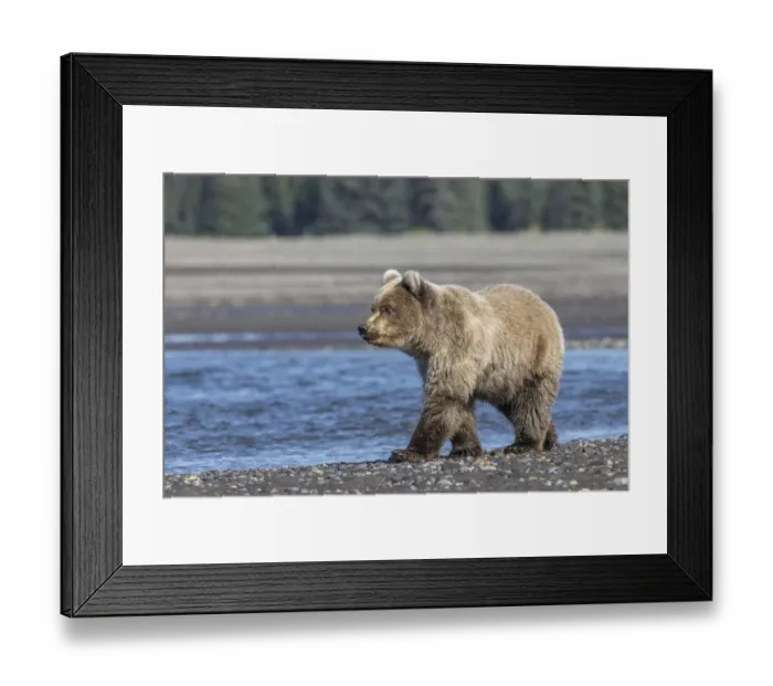 Framed Print : Grizzly bear cub, Lake Clark National Park and Preserve, Alaska, Silver Salmon Creek Framed Print : Grizzly bear cub, Lake Clark National Park and Preserve, Alaska, Silver Salmon Creek