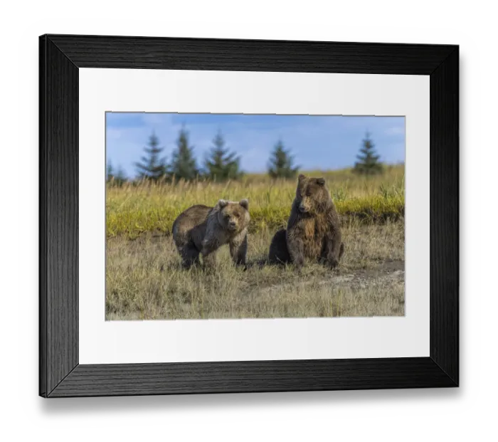 Framed Print : Grizzly bear cub and adult female, Lake Clark National Park and Preserve, Alaska, Silver Salmon Creek Framed Print : Grizzly bear cub and adult female, Lake Clark National Park and Preserve, Alaska, Silver Salmon Creek