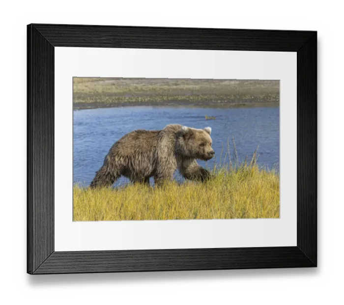 Framed Print : Grizzly bear, Lake Clark National Park and Preserve, Alaska, Silver Salmon Creek Framed Print : Grizzly bear, Lake Clark National Park and Preserve, Alaska, Silver Salmon Creek