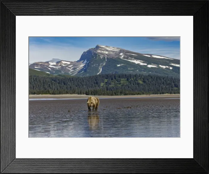 Framed Print : Adult female grizzly bear clamming, Lake Clark National Park and Preserve, Alaska