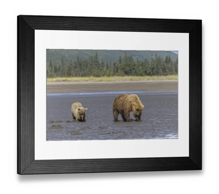 Framed Print : Adult female grizzly bear and cub clamming, Lake Clark National Park and Preserve, Alaska Framed Print : Adult female grizzly bear and cub clamming, Lake Clark National Park and Preserve, Alaska
