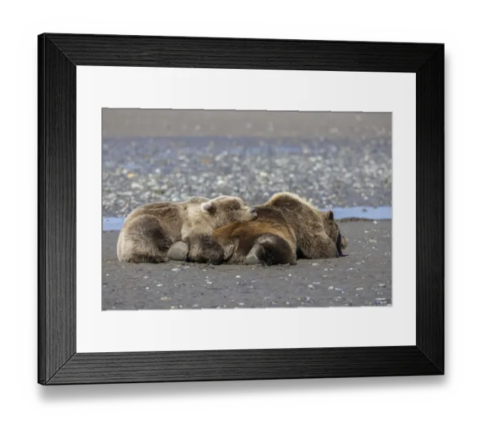 Framed Print : Female grizzly bear with second year cub sleeping on her back, Lake Clark National Park and Preserve, Alaska Framed Print : Female grizzly bear with second year cub sleeping on her back, Lake Clark National Park and Preserve, Alaska