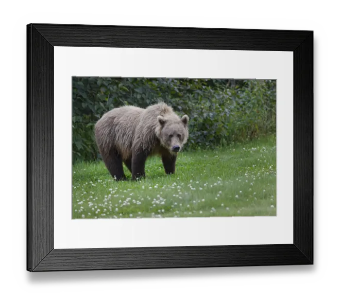 Framed Print : Grizzly bear, Lake Clark National Park and Preserve, Alaska