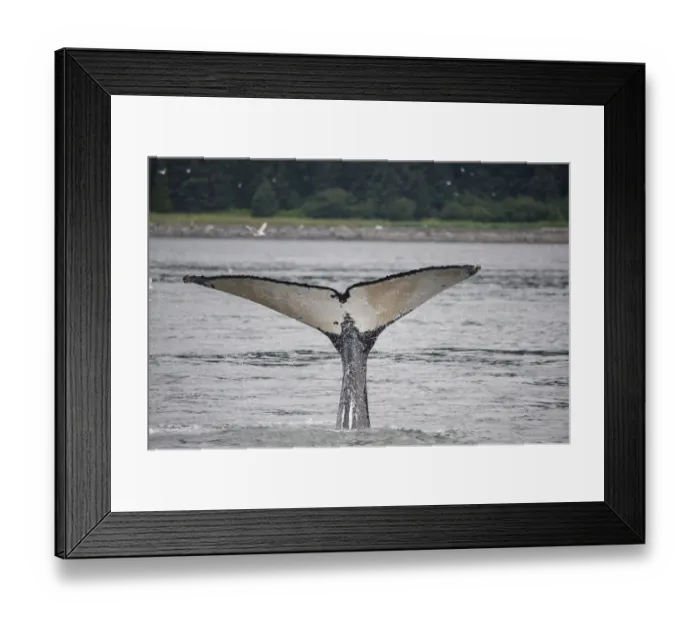 Framed Print : This whale shows off its unusually light colored fluke near Point Adolphus, Alaska Framed Print : This whale shows off its unusually light colored fluke near Point Adolphus, Alaska