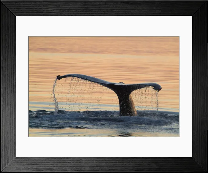 Framed Print : A humpback whale shows its flukes and a waterfall as it sounds