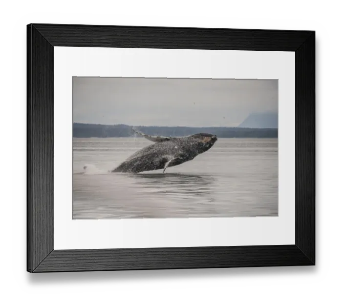 Framed Print : Usa, Alaska. Humpback whales jumping and breaching