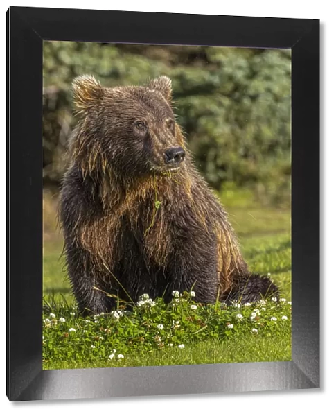 Grizzly bear eating clover, Lake Clark National Park and Preserve, Alaska