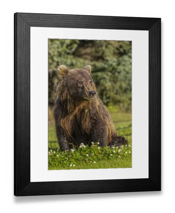 Framed Print : Grizzly bear eating clover, Lake Clark National Park and Preserve, Alaska