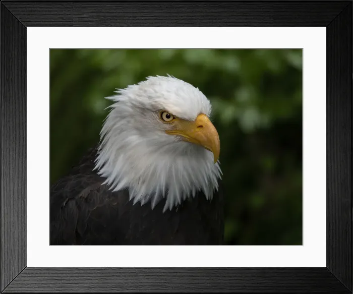 Framed Print : Usa, Alaska. Alaska Raptor Center, this bald eagle poses for the camera