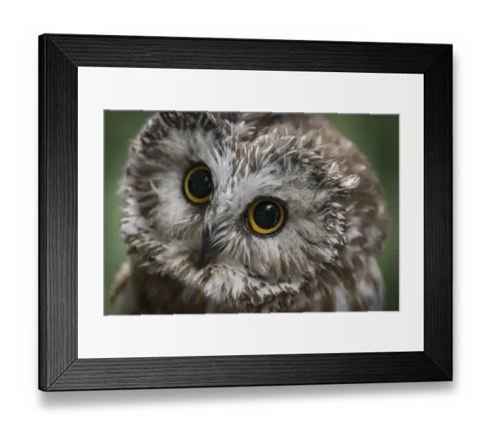 Framed Print : Usa, Alaska. This tiny saw-whet owl is a permanent resident of the Alaska Raptor Center because of injuries that make it impossible for the bird to survive in the wild