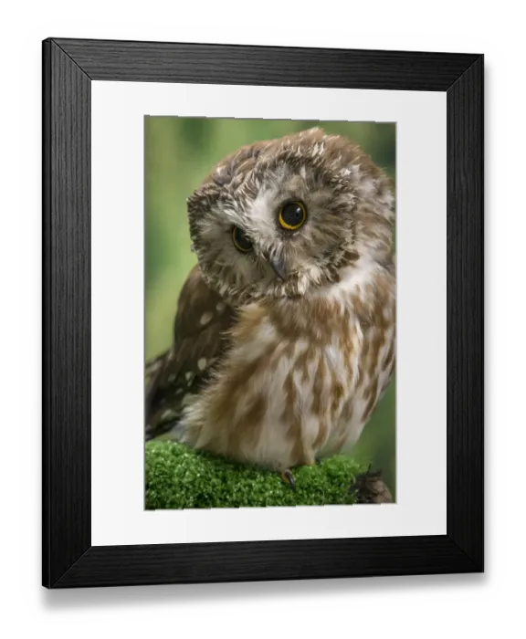 Framed Print : Usa, Alaska. This tiny saw-whet owl is a permanent resident of the Alaska Raptor Center in Sitka Framed Print : Usa, Alaska. This tiny saw-whet owl is a permanent resident of the Alaska Raptor Center in Sitka