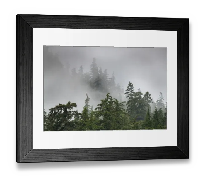 Framed Print : Usa, Alaska. Mists, fog and rain for the coastal temperate rainforest in Southeast Alaska Framed Print : Usa, Alaska. Mists, fog and rain for the coastal temperate rainforest in Southeast Alaska