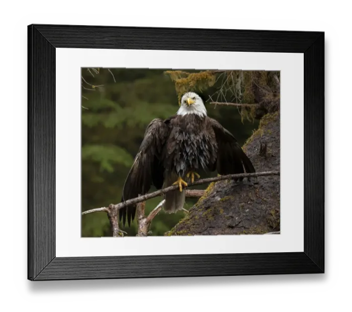 Framed Print : Usa, Alaska. A bald eagle at Anan Creek tries to dry its wings during a rainstorm Framed Print : Usa, Alaska. A bald eagle at Anan Creek tries to dry its wings during a rainstorm