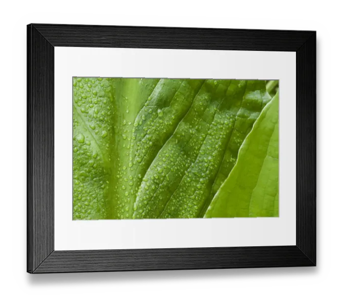 Framed Print : Alaska rainforest, raindrops glisten on these huge skunk cabbage leaves Framed Print : Alaska rainforest, raindrops glisten on these huge skunk cabbage leaves