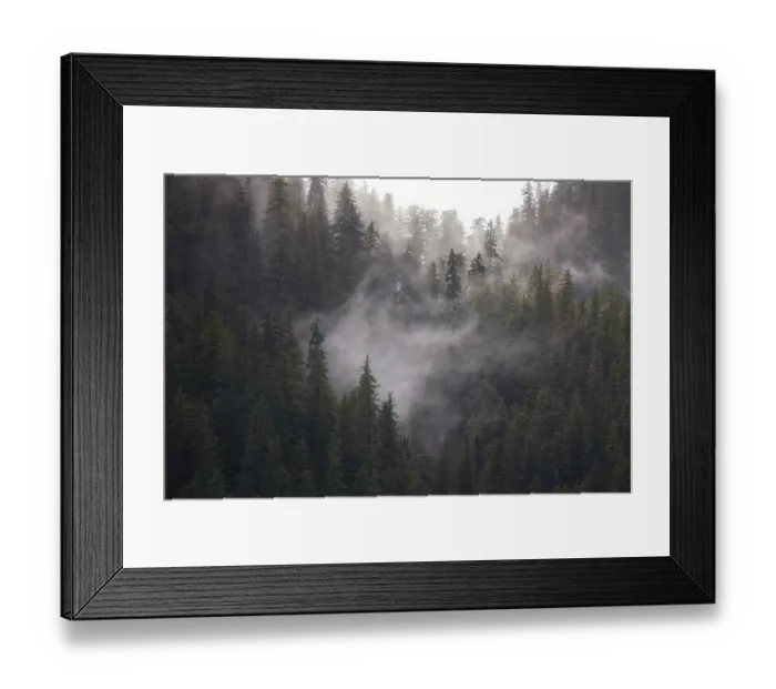 Framed Print : Usa, Alaska. Wisps of fog dance among trees in this Alaska rainforest scene on Admiralty Island Framed Print : Usa, Alaska. Wisps of fog dance among trees in this Alaska rainforest scene on Admiralty Island