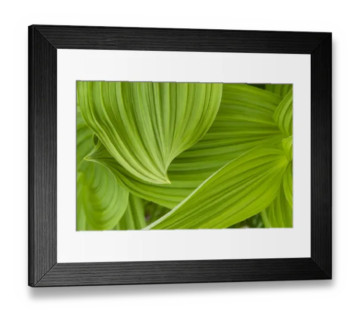 Framed Print : Usa, Alaska. False hellebore, also known as corn lily, makes for graceful curves in a field near Shakes Lake Framed Print : Usa, Alaska. False hellebore, also known as corn lily, makes for graceful curves in a field near Shakes Lake