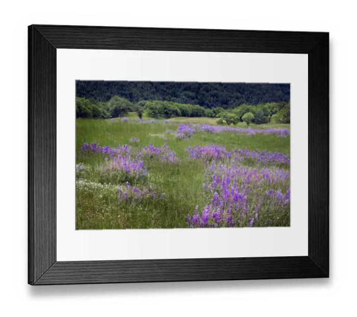 Framed Print : Lupine flowers on hillside, Dolason Prairie, California