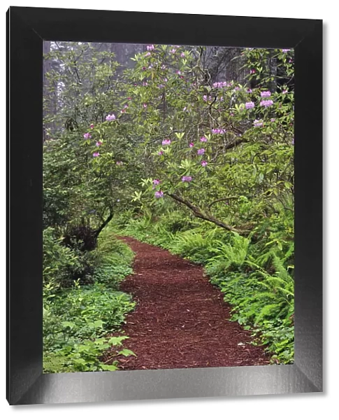 Footpath through Redwood trees and Pacific Rhododendron in fog, Redwood National Park, California, Damnation trail