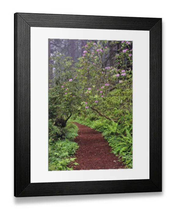 Framed Print : Footpath through Redwood trees and Pacific Rhododendron in fog, Redwood National Park, California, Damnation trail Framed Print : Footpath through Redwood trees and Pacific Rhododendron in fog, Redwood National Park, California, Damnation trail
