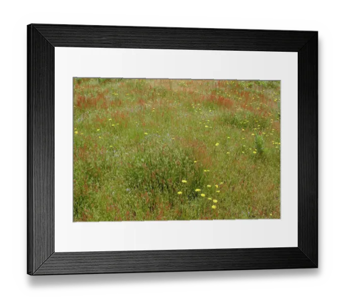 Framed Print : Mixture of flowers and grasses, Dolason Prairie, Redwood National Park, California Framed Print : Mixture of flowers and grasses, Dolason Prairie, Redwood National Park, California