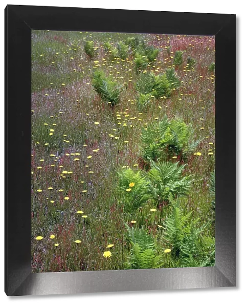Mixture of flowers, ferns and grasses, Dolason Prairie, Redwood National Park, California
