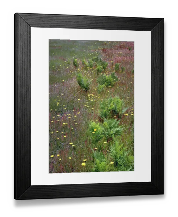 Framed Print : Mixture of flowers, ferns and grasses, Dolason Prairie, Redwood National Park, California Framed Print : Mixture of flowers, ferns and grasses, Dolason Prairie, Redwood National Park, California