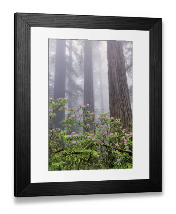 Framed Print : Pacific Rhododendron in foggy redwood forest, Redwood National Park Framed Print : Pacific Rhododendron in foggy redwood forest, Redwood National Park