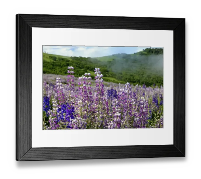 Framed Print : Lupine flowers, Bald Hills Road, California Framed Print : Lupine flowers, Bald Hills Road, California