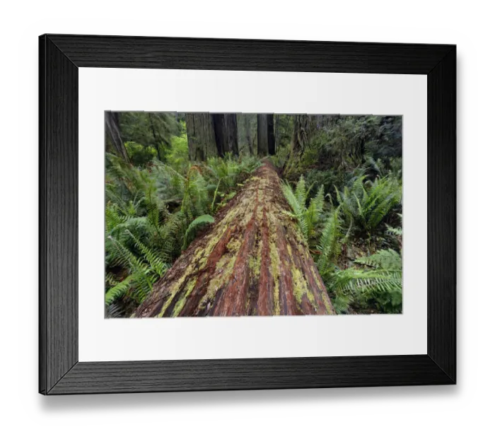 Framed Print : Fallen Redwood tree and ferns. Redwood National Park, California Framed Print : Fallen Redwood tree and ferns. Redwood National Park, California