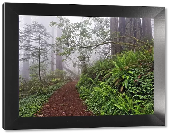 Footpath in foggy redwood forest beneath Pacific Rhododendron, Redwood National Park