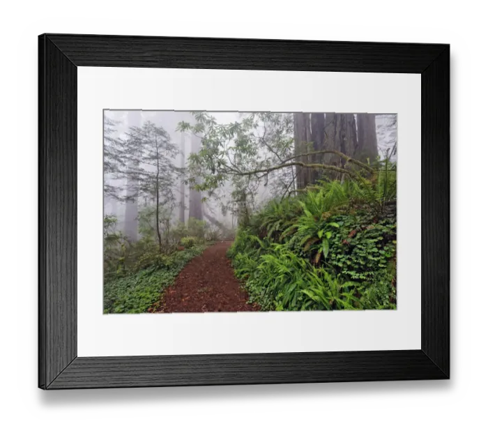 Framed Print : Footpath in foggy redwood forest beneath Pacific Rhododendron, Redwood National Park Framed Print : Footpath in foggy redwood forest beneath Pacific Rhododendron, Redwood National Park