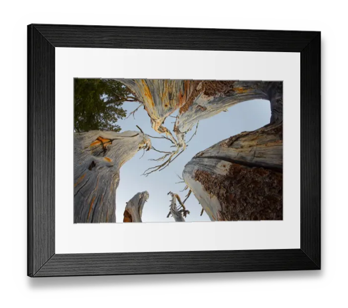Framed Print : Upward view of twisted pine trees, Tuolumne Meadows, Yosemite National Park, California