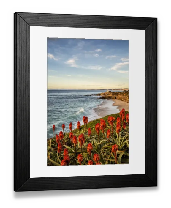 Framed Print : USA, California, La Jolla. Blooming aloe and Wipeout Beach Framed Print : USA, California, La Jolla. Blooming aloe and Wipeout Beach