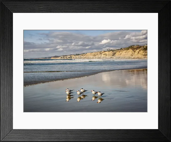 Framed Print : USA, California, La Jolla. Royal terns and Scripps Pier at La Jolla Shores Framed Print : USA, California, La Jolla. Royal terns and Scripps Pier at La Jolla Shores
