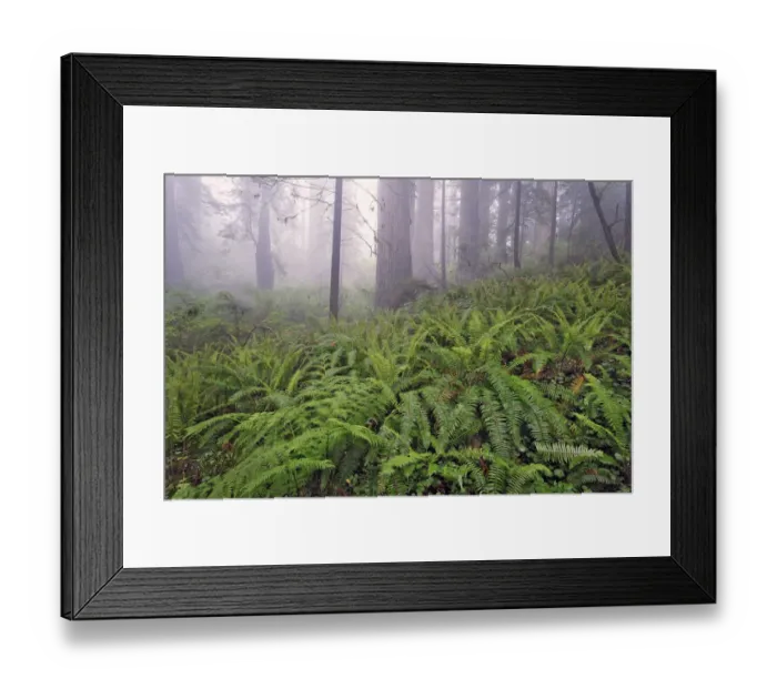 Framed Print : Fisheye view skyward in redwood forest, Redwood National Park, Tree, Redwood Framed Print : Fisheye view skyward in redwood forest, Redwood National Park, Tree, Redwood