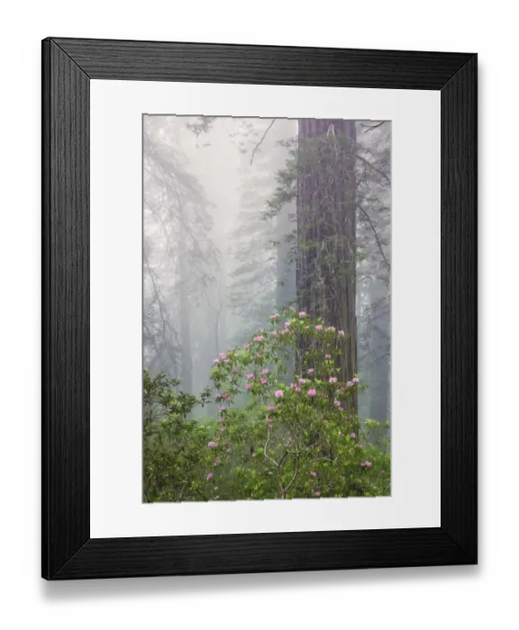 Framed Print : Pacific Rhododendron in foggy redwood forest, Redwood National Park Framed Print : Pacific Rhododendron in foggy redwood forest, Redwood National Park