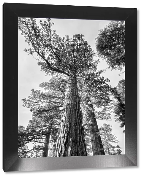 USA, California, Yosemite National Park. Giant Sequoia trees in Mariposa Grove