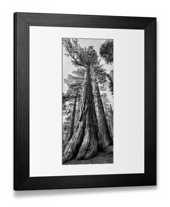 Framed Print : USA, California, Yosemite National Park. Giant Sequoia trees in Mariposa Grove Framed Print : USA, California, Yosemite National Park. Giant Sequoia trees in Mariposa Grove