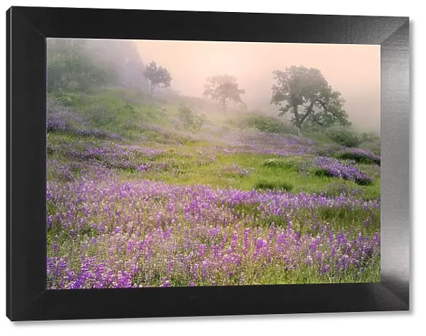 Purple Lupine flowers and tree in foggy sunrise, Bald Hills Road, California