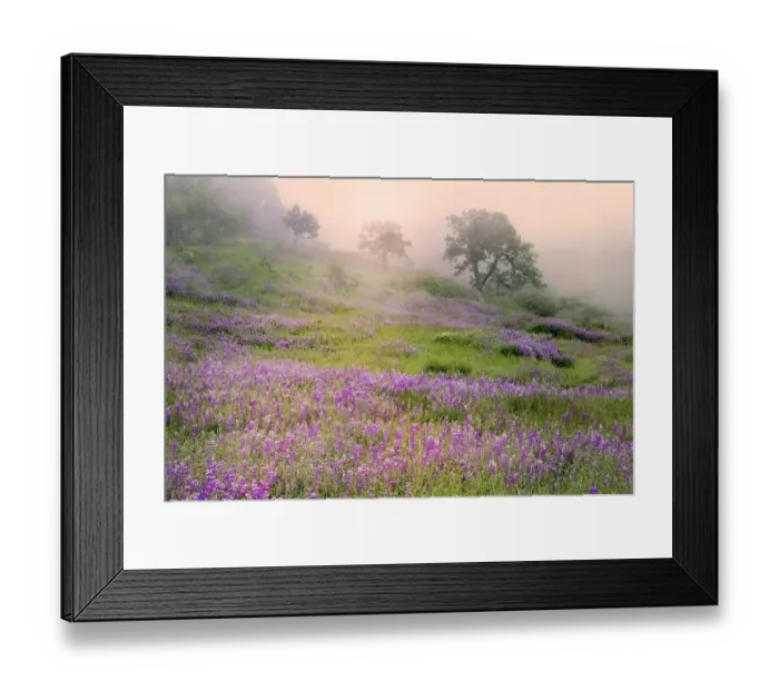 Framed Print : Purple Lupine flowers and tree in foggy sunrise, Bald Hills Road, California Framed Print : Purple Lupine flowers and tree in foggy sunrise, Bald Hills Road, California