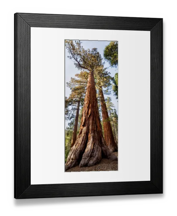 Framed Print : USA, California, Yosemite National Park. Giant Sequoia trees in Mariposa Grove Framed Print : USA, California, Yosemite National Park. Giant Sequoia trees in Mariposa Grove