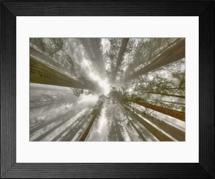 Framed Print : Fisheye view skyward of Redwood trees in fog. Redwood National Park, California Framed Print : Fisheye view skyward of Redwood trees in fog. Redwood National Park, California