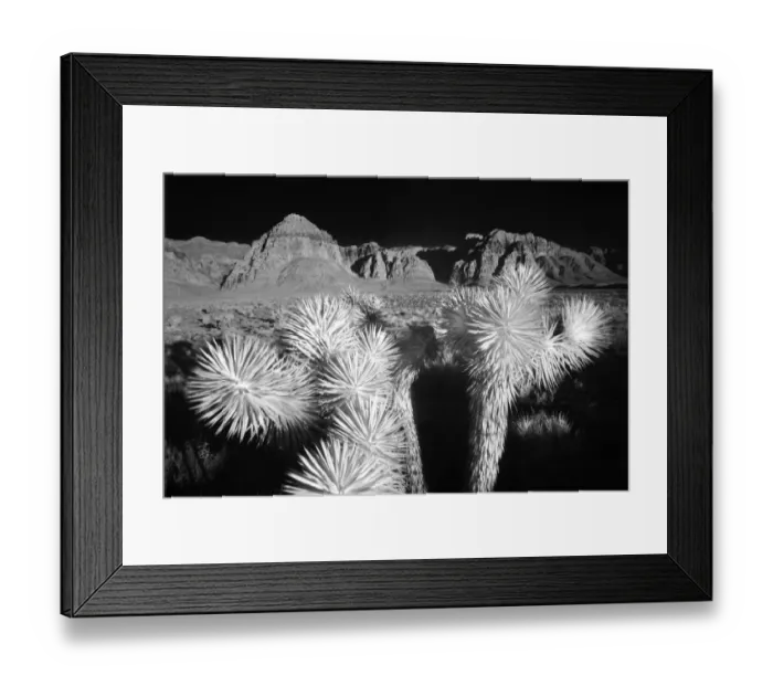 Framed Print : Joshua tree, Mojave Desert, California Framed Print : Joshua tree, Mojave Desert, California