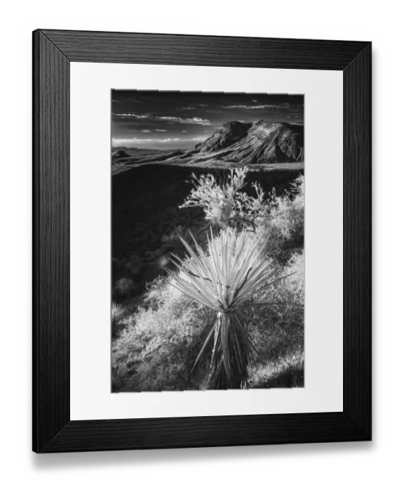 Framed Print : Yucca plant and desert landscape, Mojave Desert, California Framed Print : Yucca plant and desert landscape, Mojave Desert, California