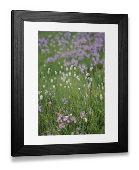 Framed Print : Bistort flowers. Tuolumne Meadows, Yosemite National Park, California Framed Print : Bistort flowers. Tuolumne Meadows, Yosemite National Park, California