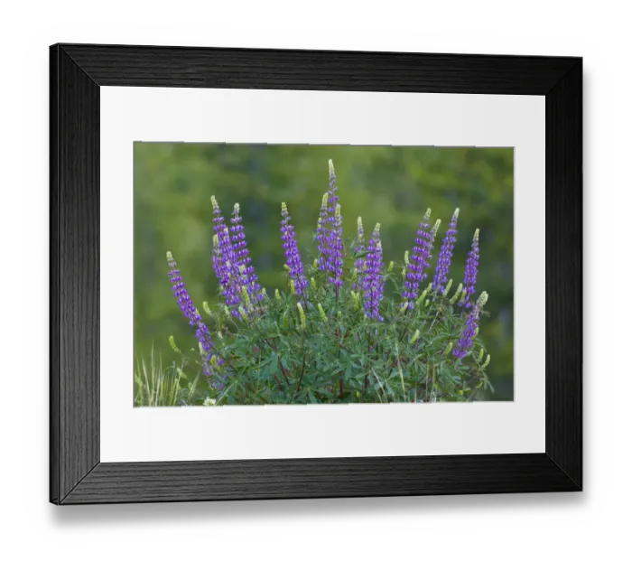 Framed Print : Sierra lupine, Tuolumne Meadows, Yosemite National Park, California Framed Print : Sierra lupine, Tuolumne Meadows, Yosemite National Park, California